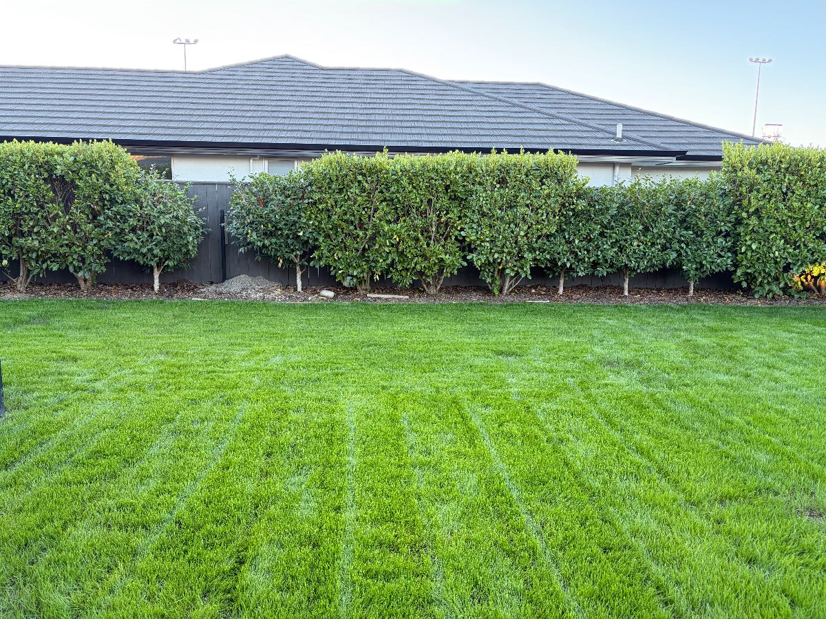 Why is my new Tall Fescue (ETF) lawn yellowing after 4 weeks? — image 3