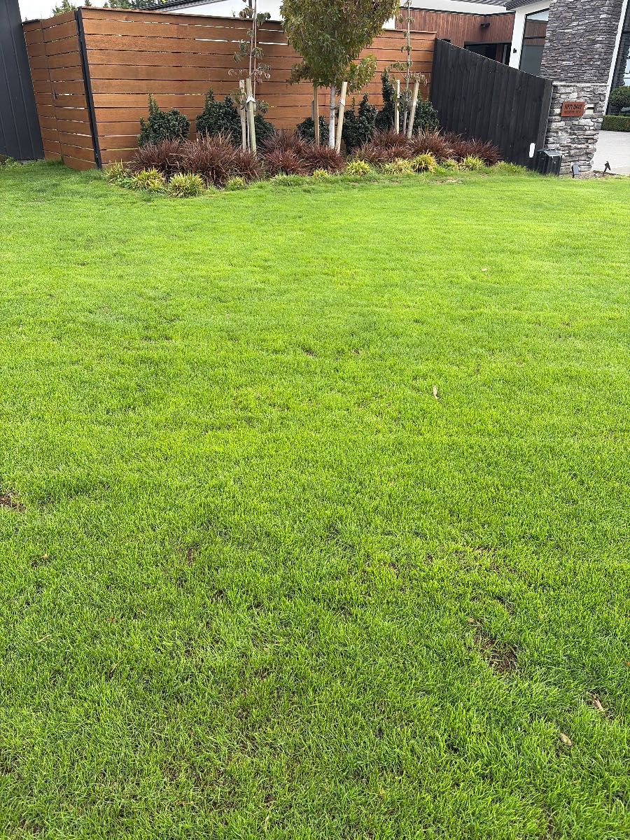 Fine fescue, following NZLA calendar after germination — image 1
