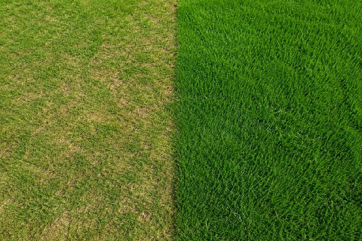 How to thicken your lawn in New Zealand — image 1