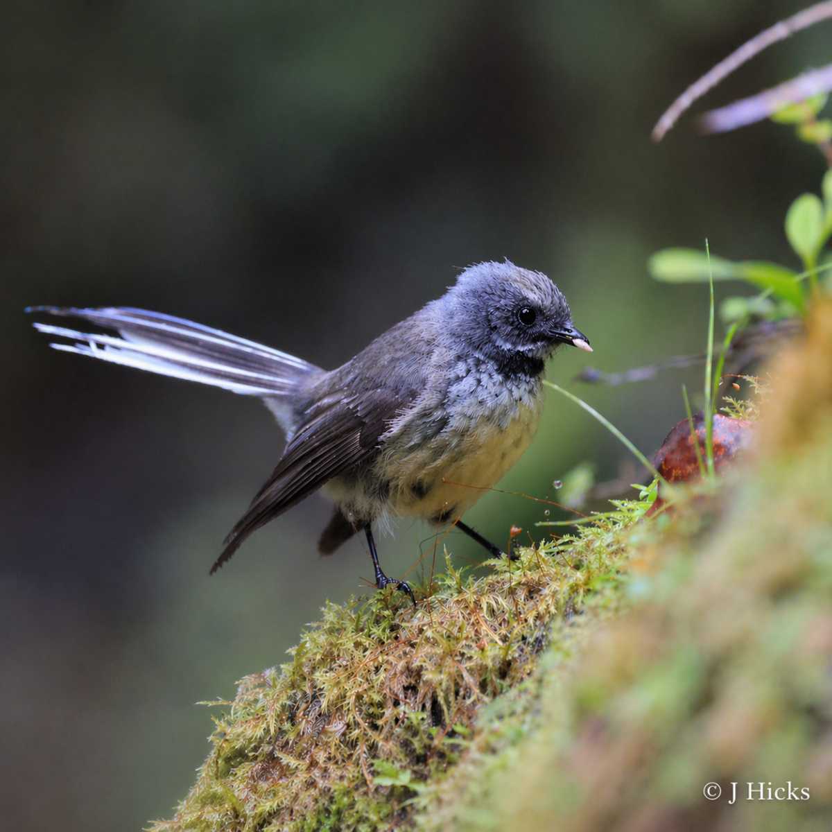 Bird repellent grass seed in NZ: is it worth the money? — image 1
