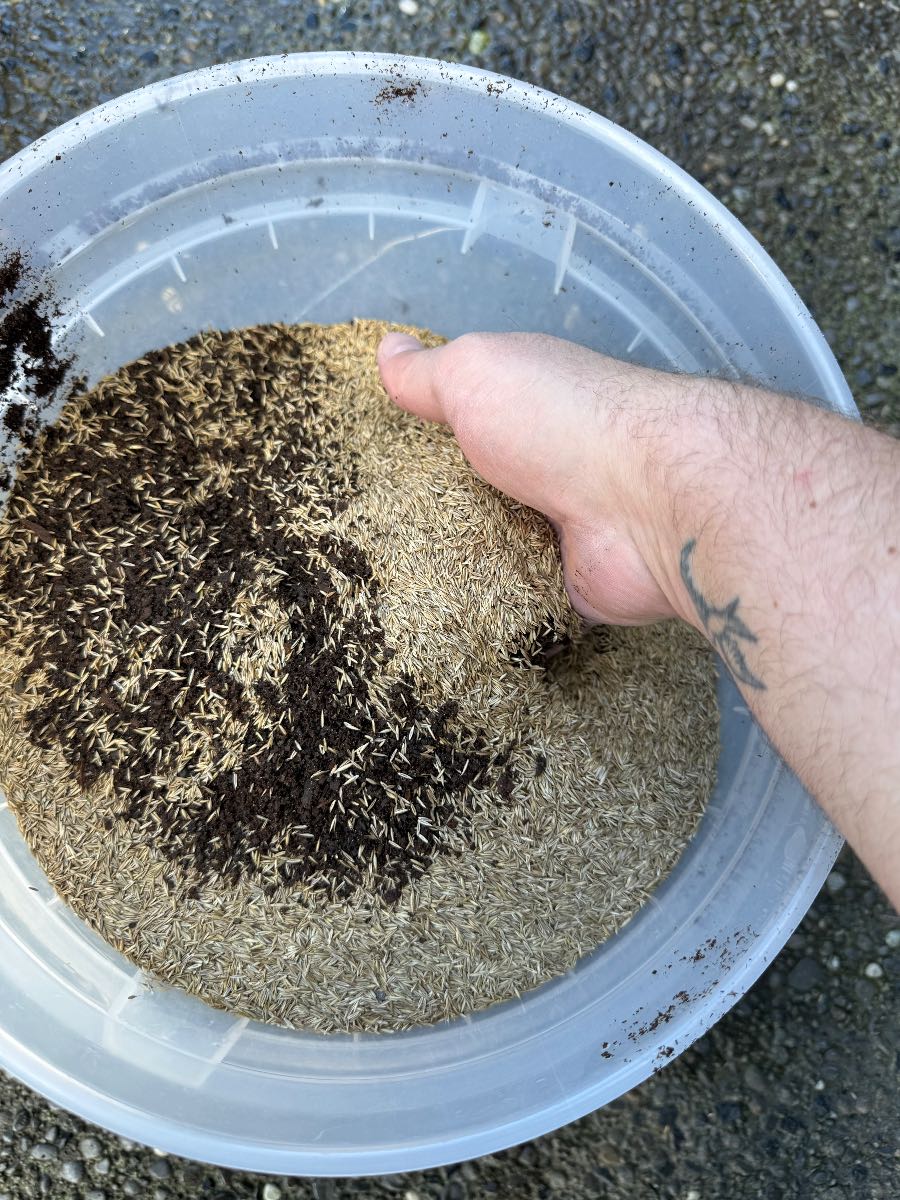 Pre-germinating grass seed: how to fill thin lawn areas faster — image 2