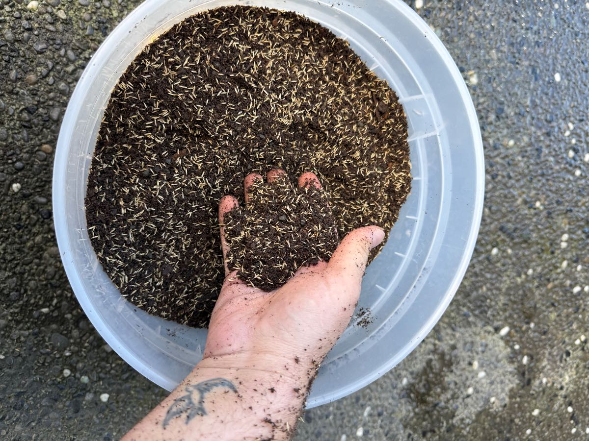 Pre-germinating grass seed: how to fill thin lawn areas faster — image 1