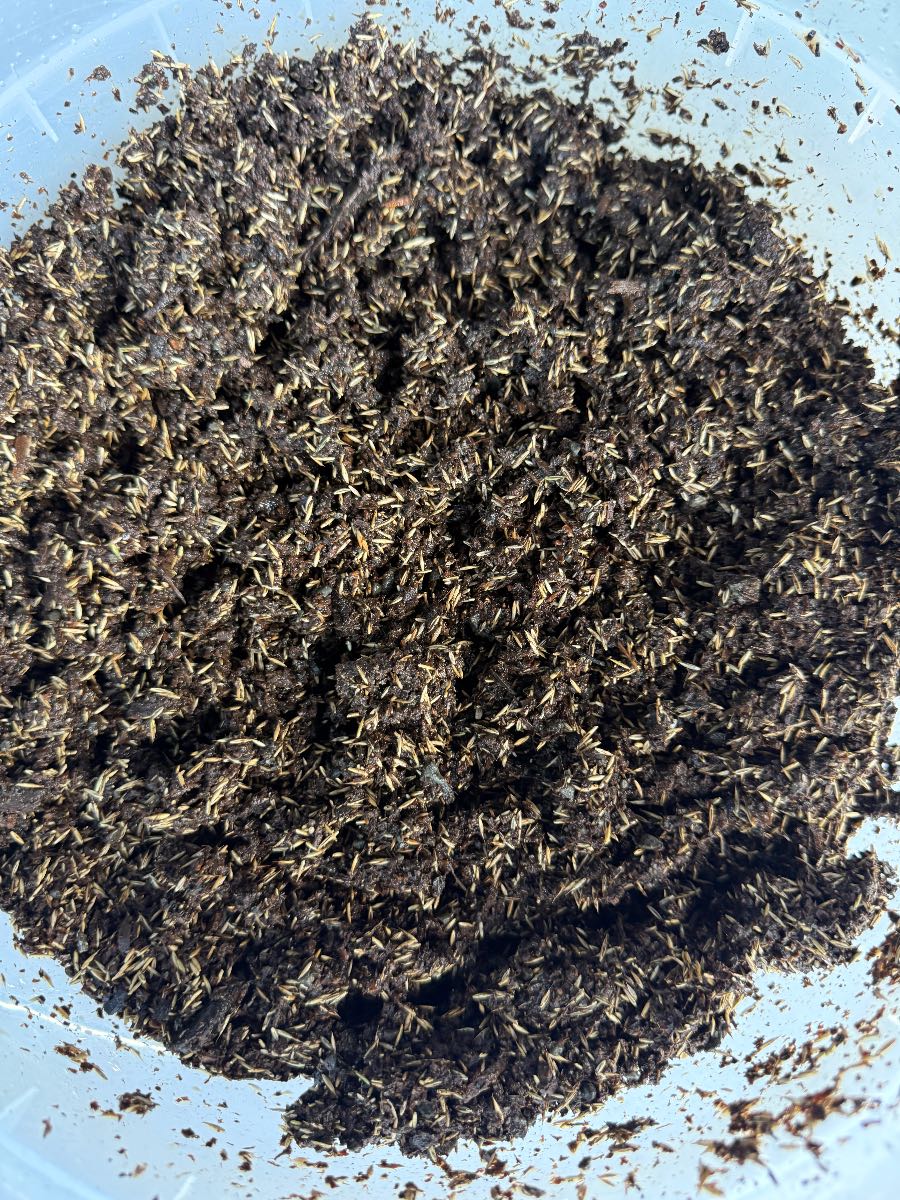 Pre-germinating grass seed: how to fill thin lawn areas faster — image 3