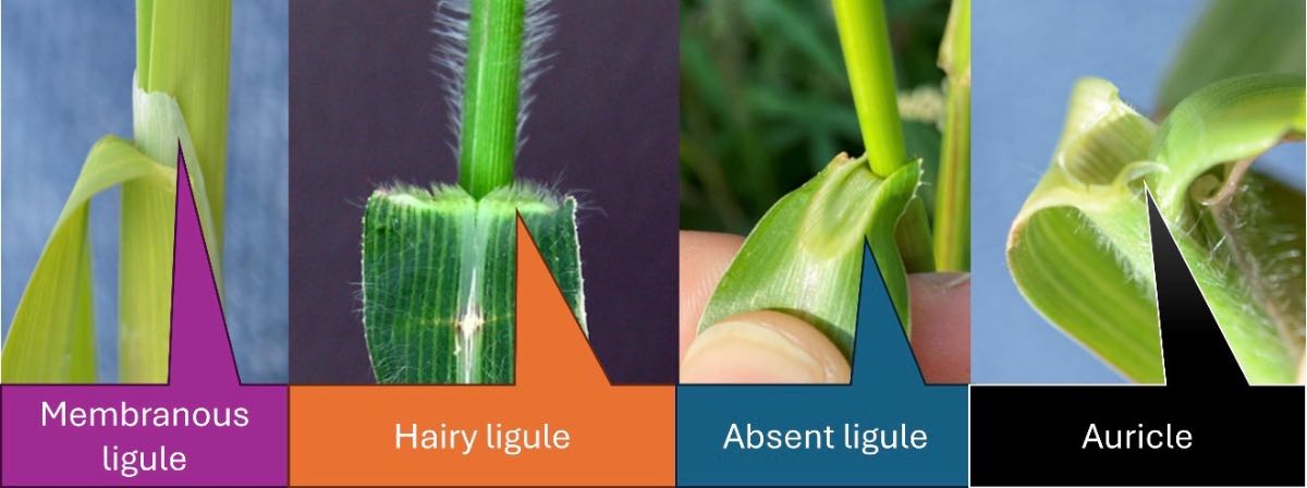 What grass weed is this in my lawn? — image 2