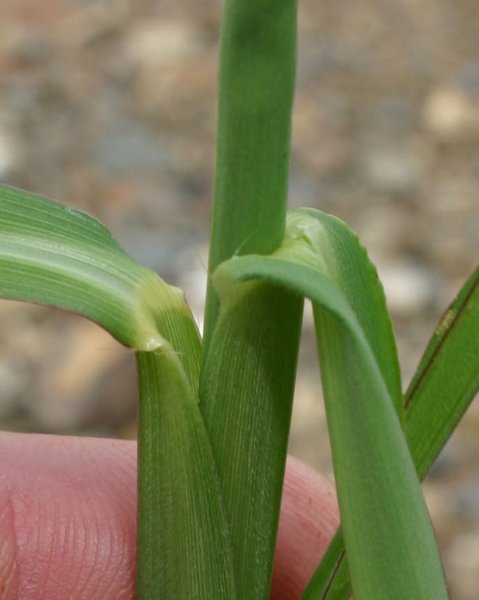 What grass weed is this in my lawn? — image 3