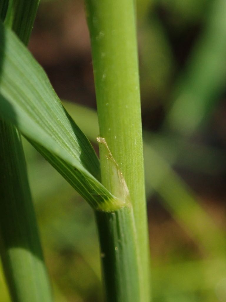 What grass weed is this in my lawn? — image 3