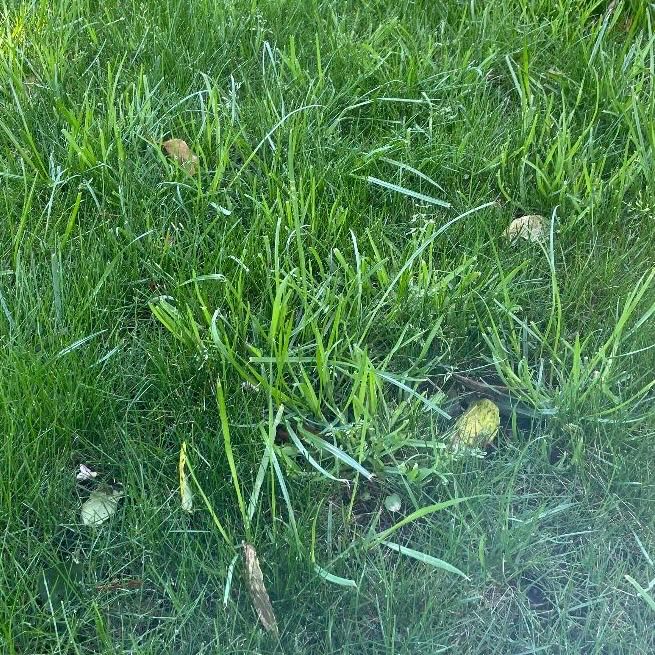 When to use Halo herbicide on fine fescue before lawn renovation — image 1