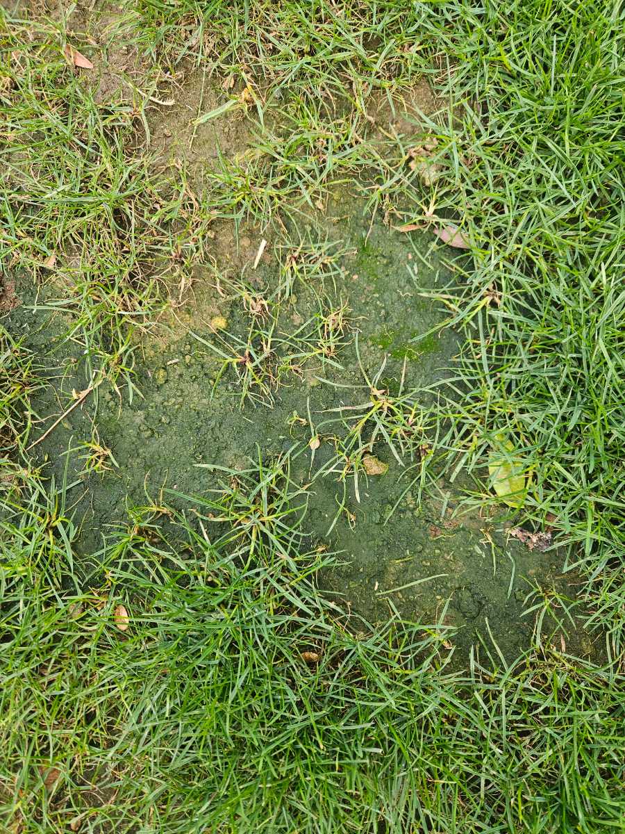 Green slime, Poa annua and patchy lawn – what am I missing? — image 3