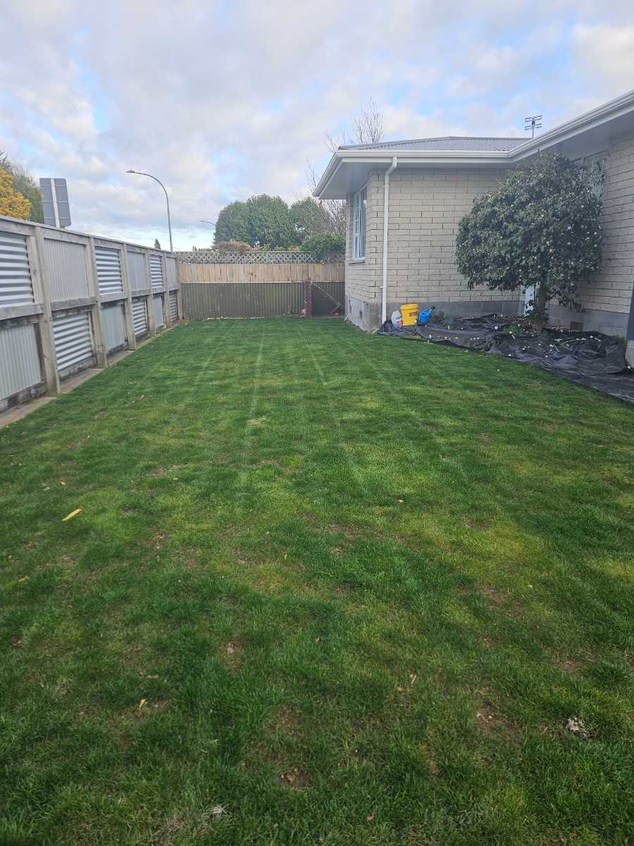 Green slime, Poa annua and patchy lawn – what am I missing? — image 2