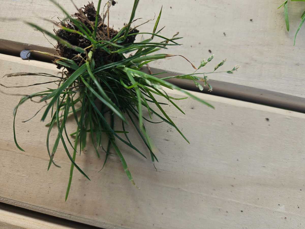 Can you apply Etho after mowing? — image 1
