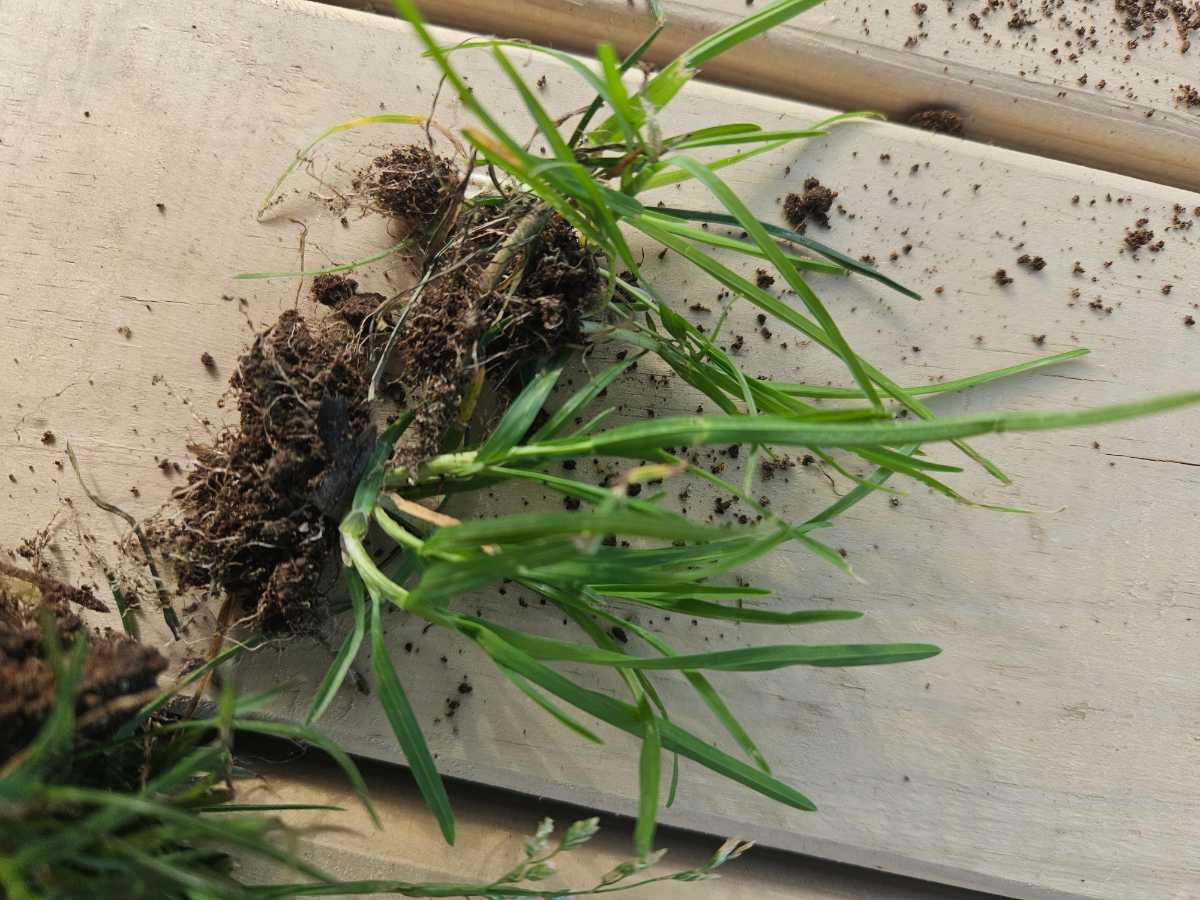 Can you apply Etho after mowing? — image 2