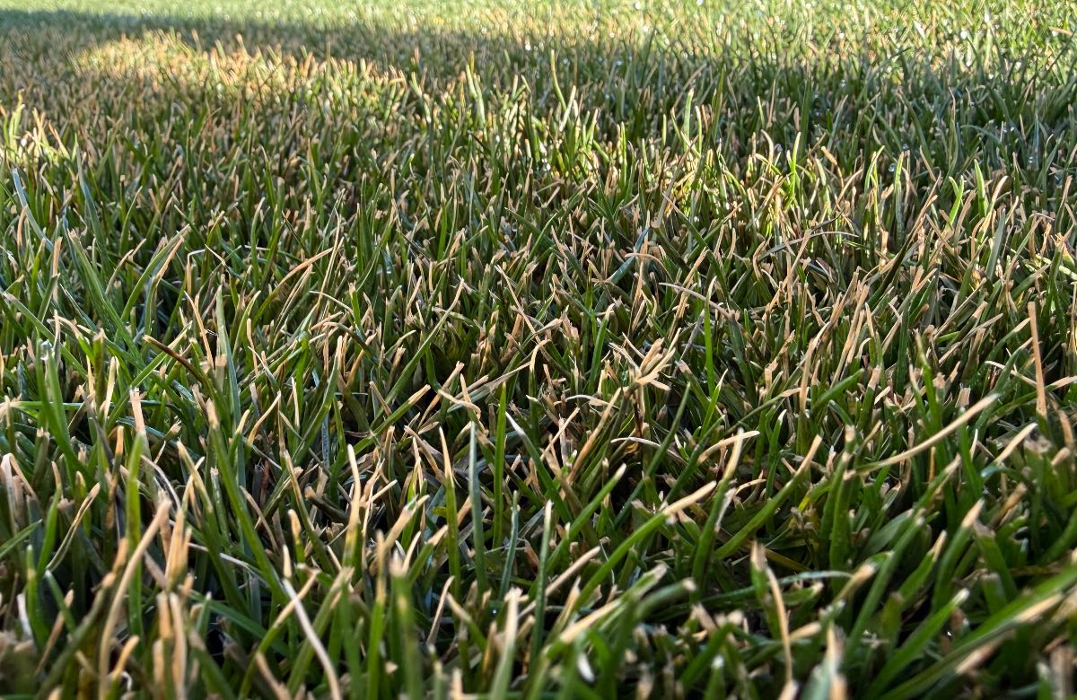 How blunt mower blades damage your lawn: Thought it was fungal? It might be your mower blades — image 1
