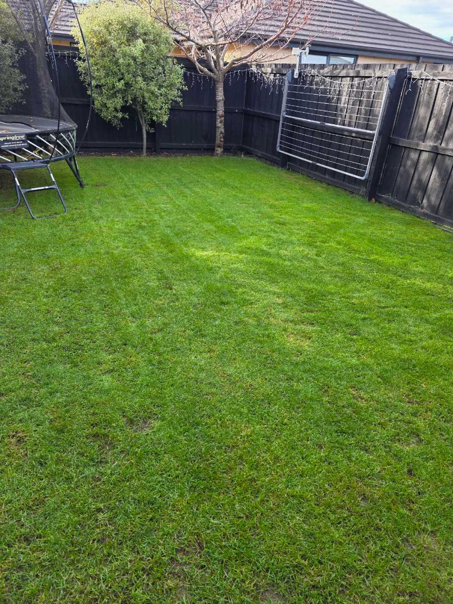 Best grass seed for a shaded family lawn — image 1