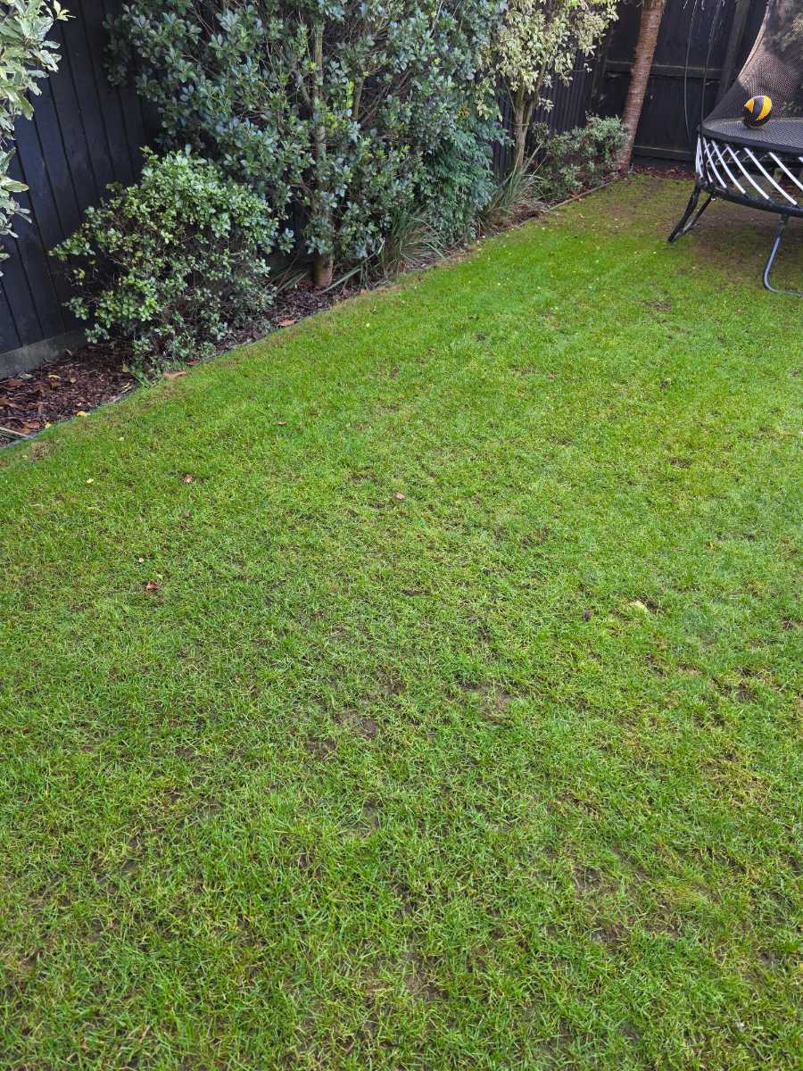 Best grass seed for a shaded family lawn — image 4