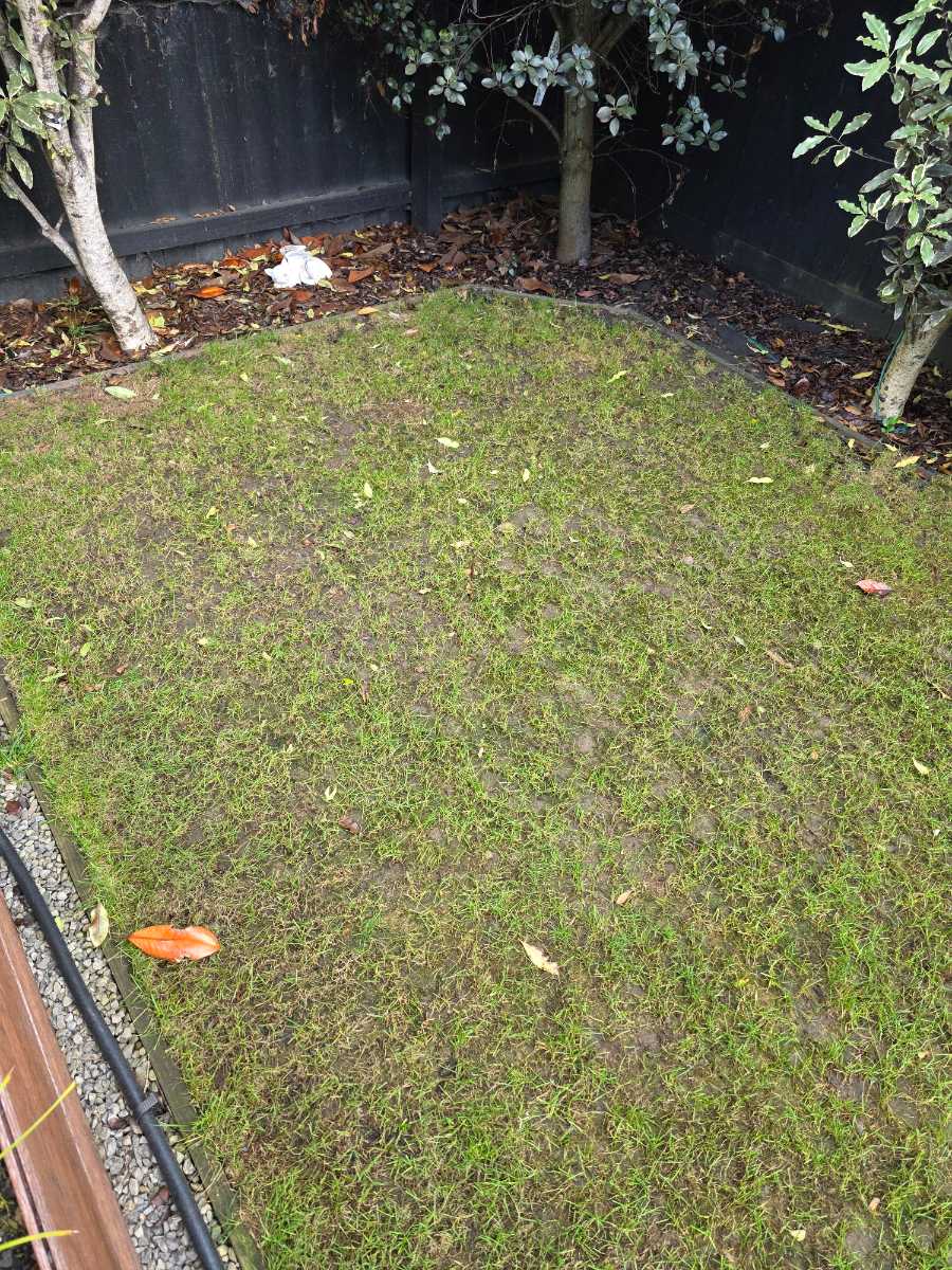 Best grass seed for a shaded family lawn — image 3