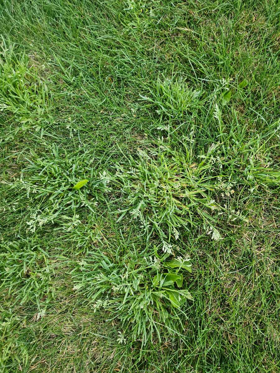 How do I control grass weeds in a new fine fescue ready lawn? — image 3