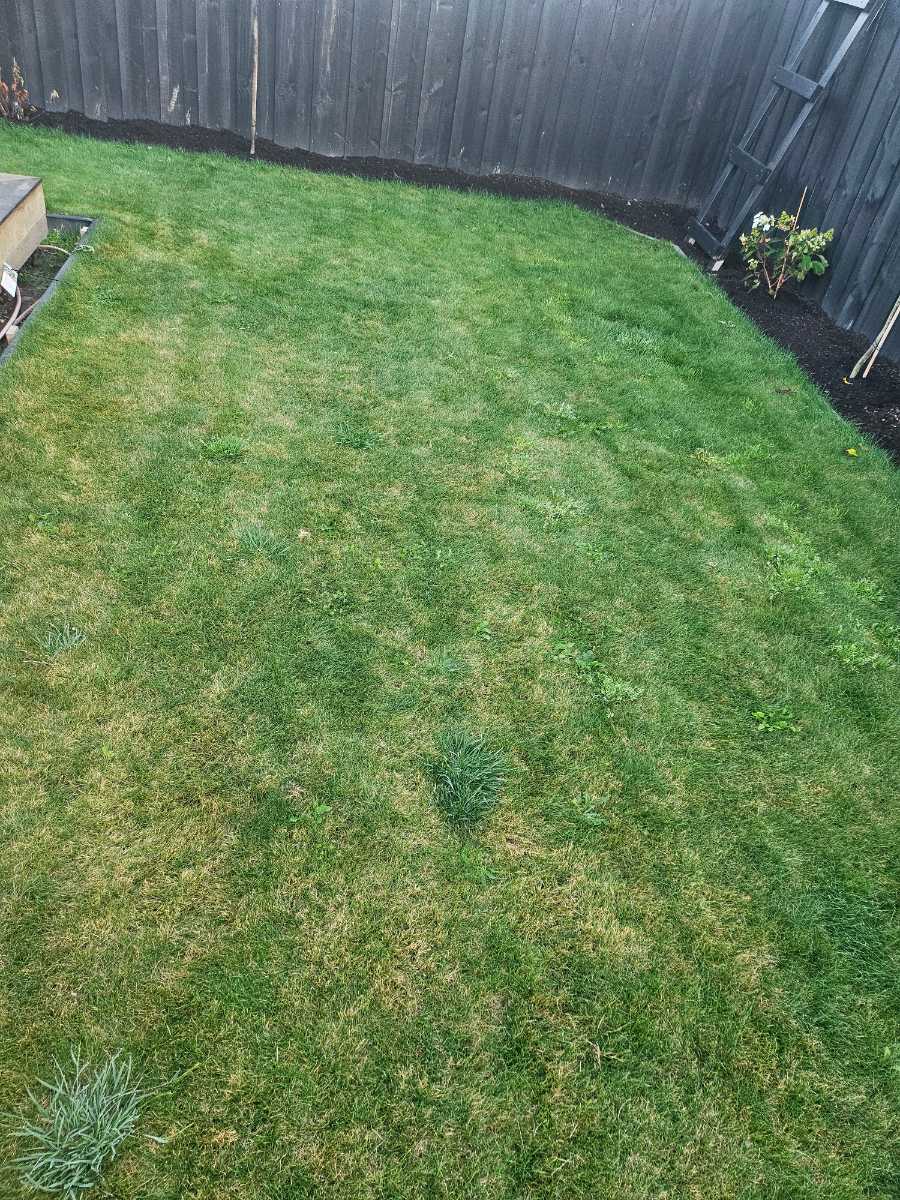 How do I control grass weeds in a new fine fescue ready lawn? — image 1