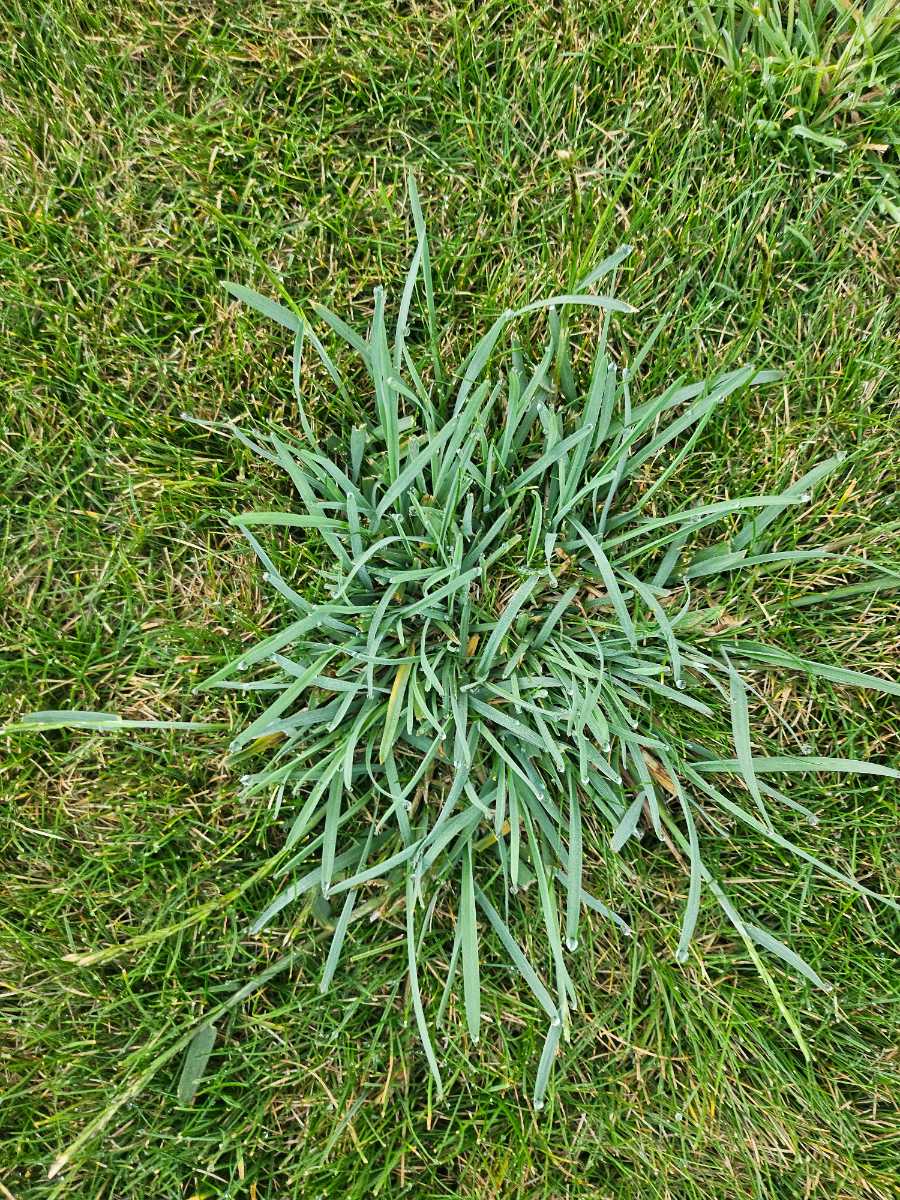 How do I control grass weeds in a new fine fescue ready lawn? — image 2
