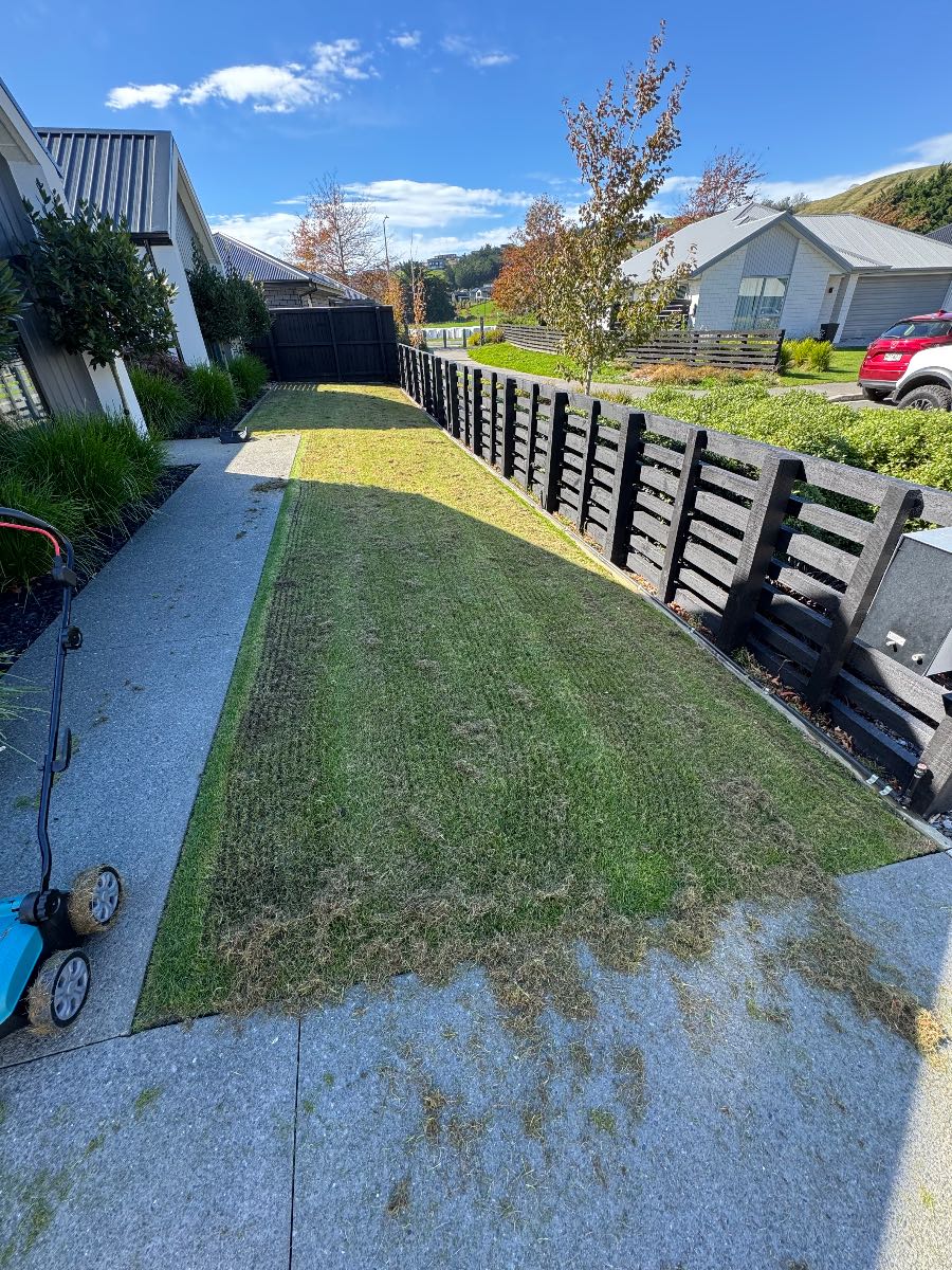 Lawn renovation, watering after scarify and overseeding — image 1