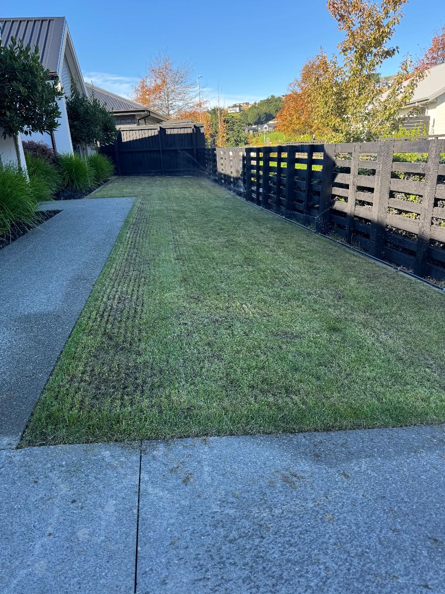 Lawn renovation, watering after scarify and overseeding — image 2