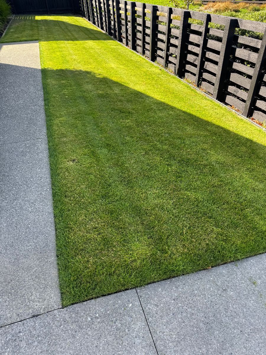Lawn renovation, watering after scarify and overseeding — image 3