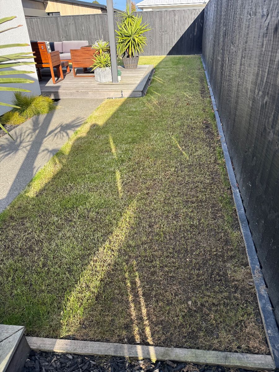 Perennial ryegrass not germinating after 7 days, what should I do? — image 2