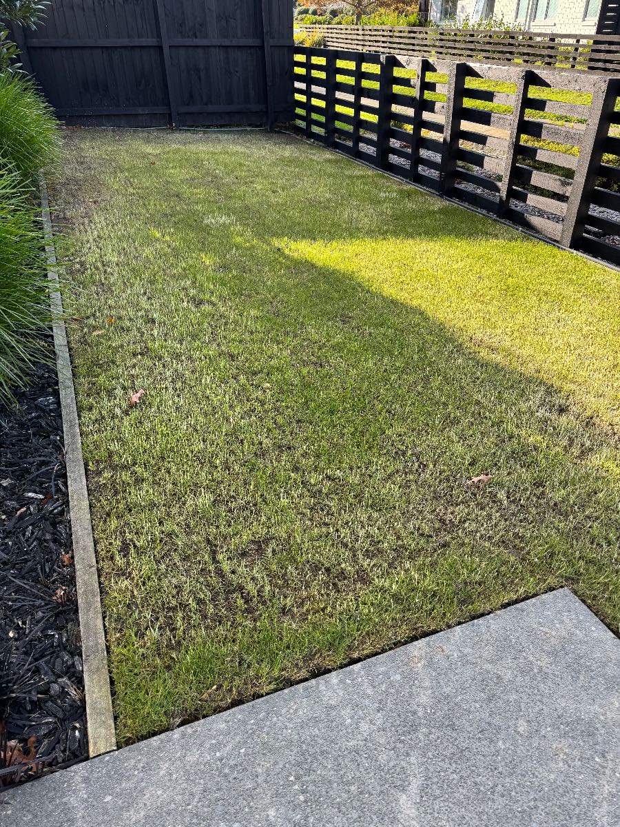 Perennial ryegrass not germinating after 7 days, what should I do? — image 1