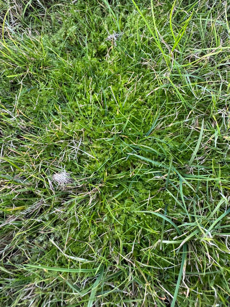 Should I treat moss and fungus now or wait until spring? — image 6