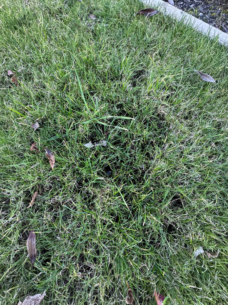 Should I treat moss and fungus now or wait until spring? — image 4