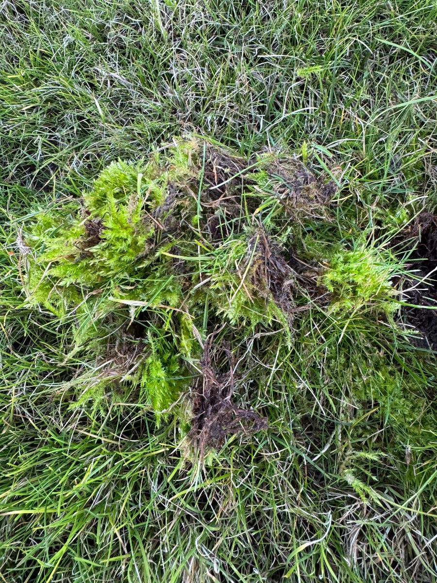 Should I treat moss and fungus now or wait until spring? — image 5