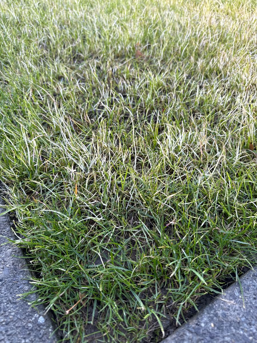 Lawn renovation no growth after 2 weeks, what went wrong? — image 3