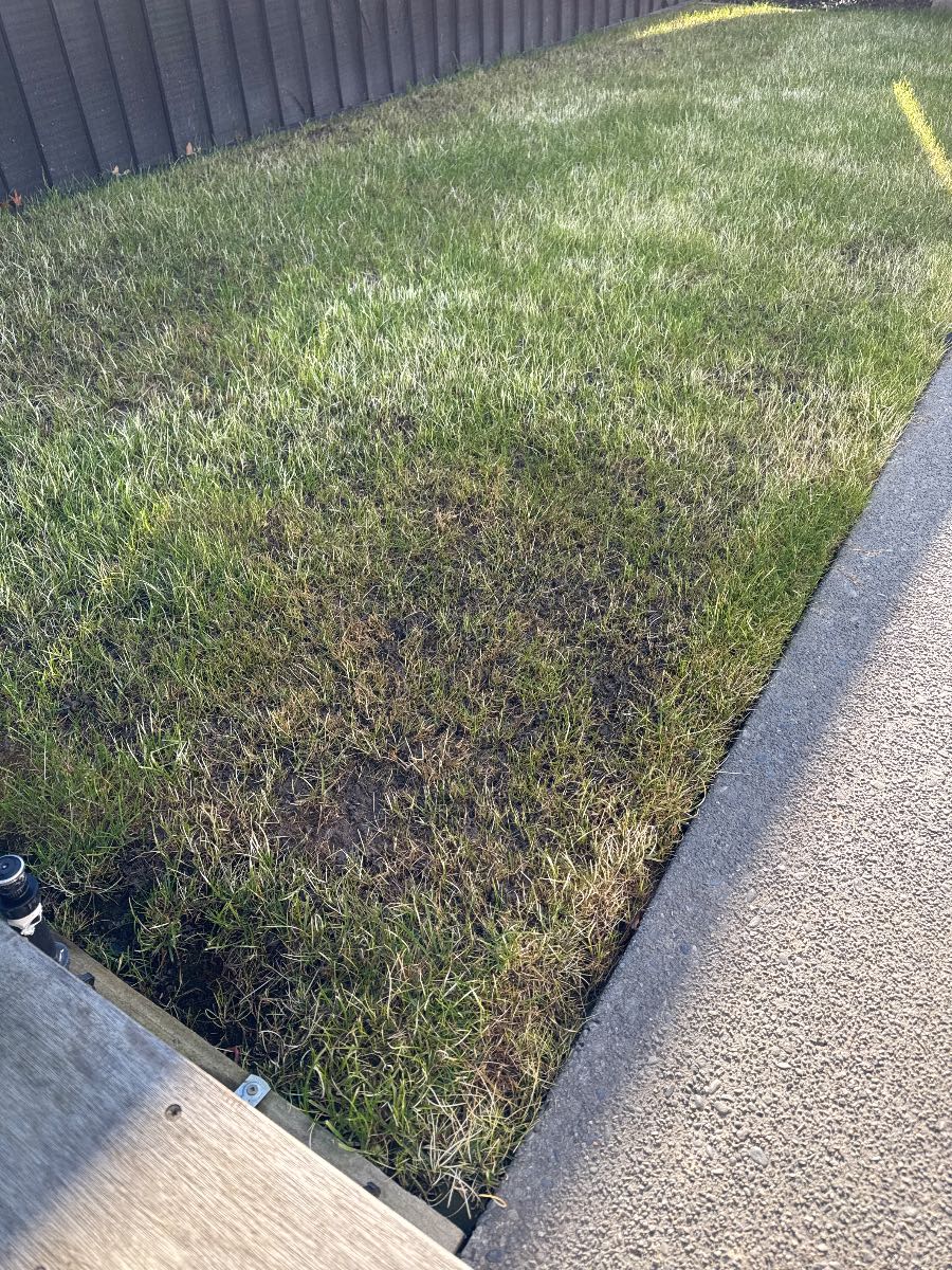 Lawn renovation no growth after 2 weeks, what went wrong? — image 5