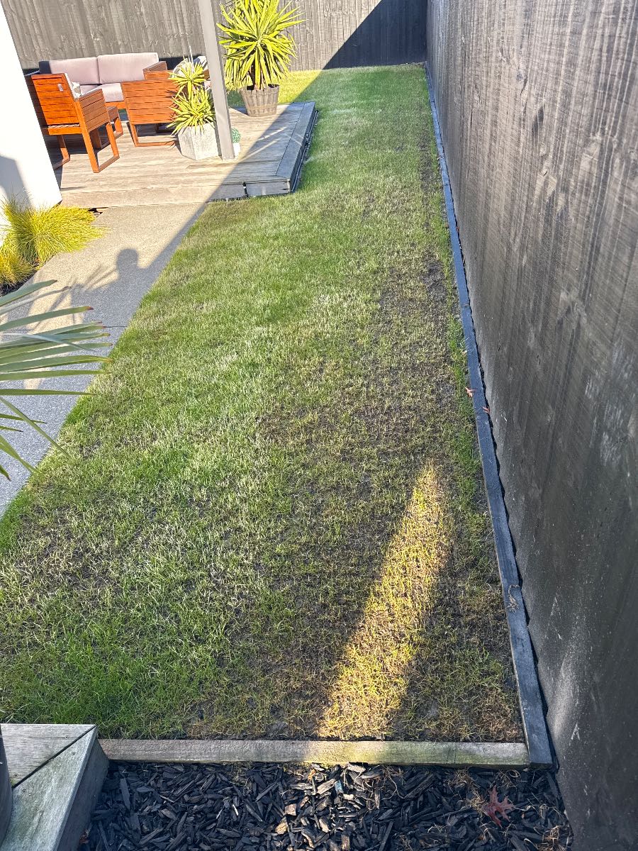 Lawn renovation no growth after 2 weeks, what went wrong? — image 2