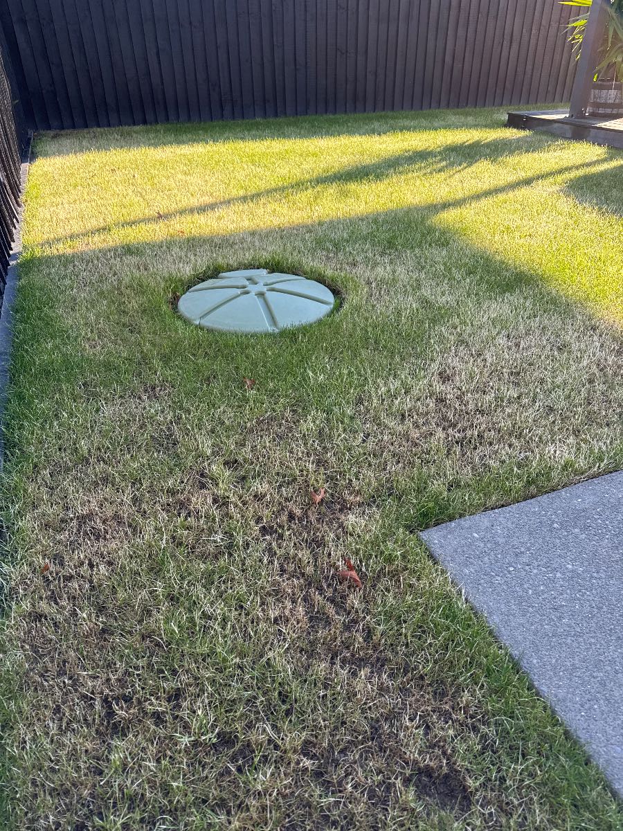 Lawn renovation no growth after 2 weeks, what went wrong? — image 4