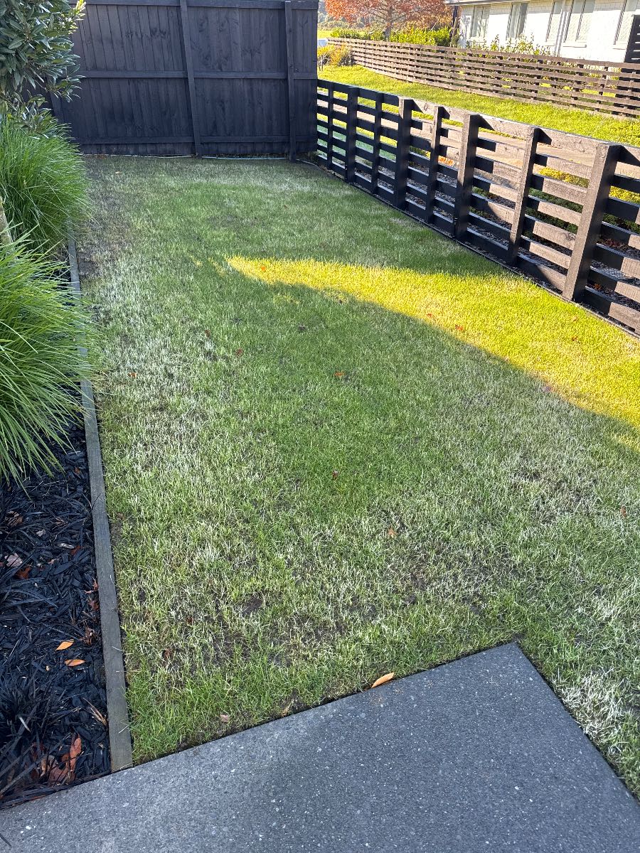 Lawn renovation no growth after 2 weeks, what went wrong? — image 1
