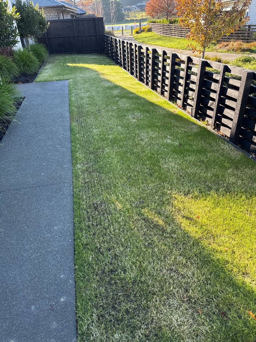 Lawn renovation no growth after 2 weeks, what went wrong? — image 6