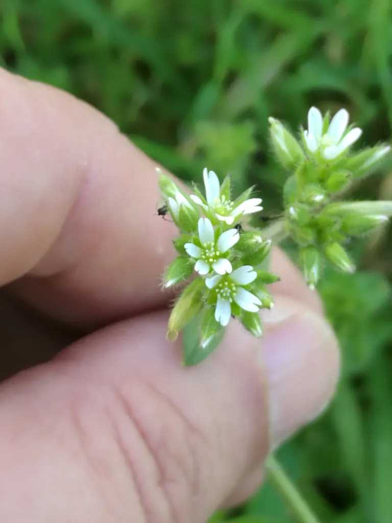 Is this Chickweed in my lawn? — image 1
