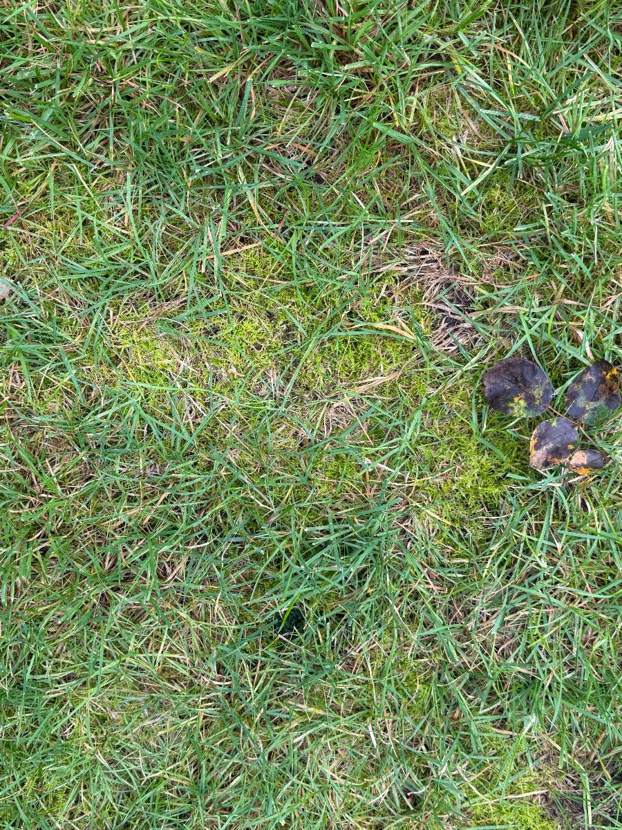 Patchy lawn with moss and unknown grass type – advice before spring renovation — image 5