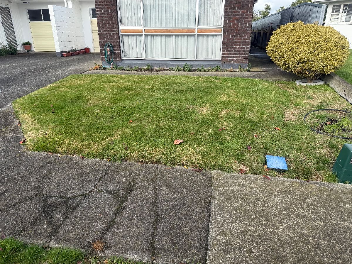 Patchy lawn with moss and unknown grass type – advice before spring renovation — image 4