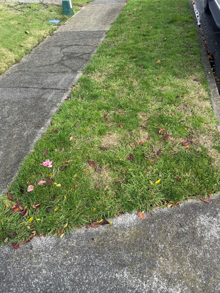 Patchy lawn with moss and unknown grass type – advice before spring renovation — image 1