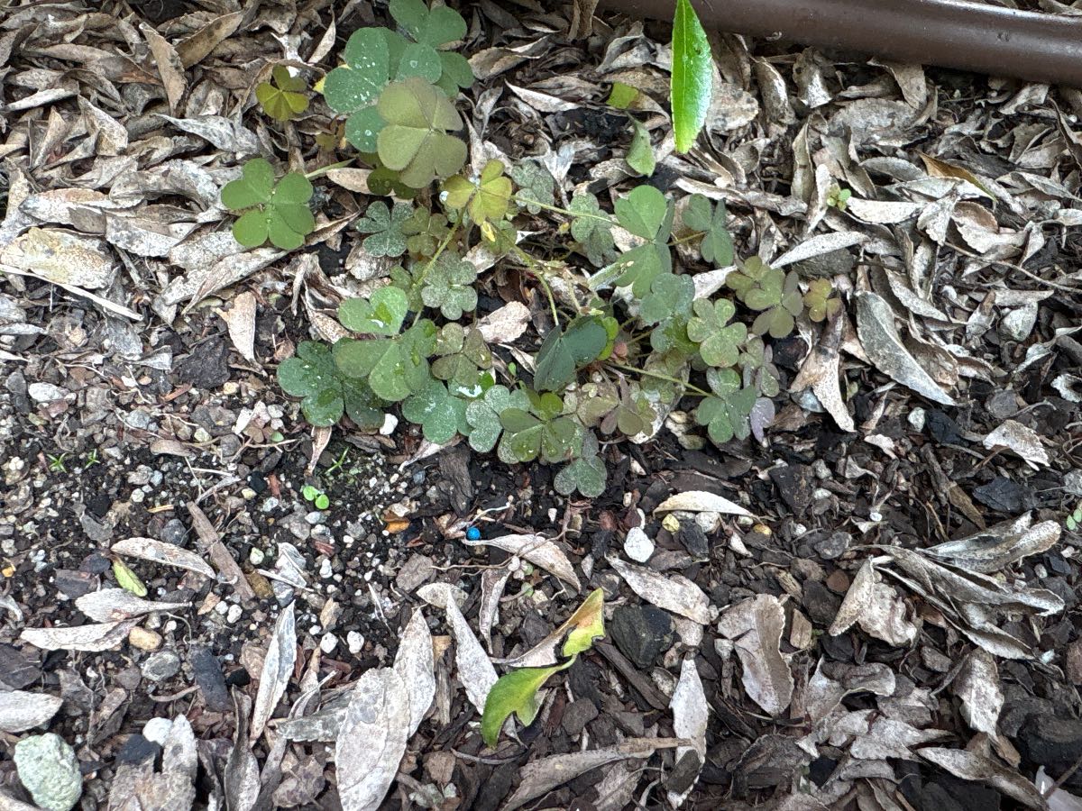 Oxalis control in lawns and garden beds using NZLA Gold: results and comparison with yates hydrocotyle killer — image 1