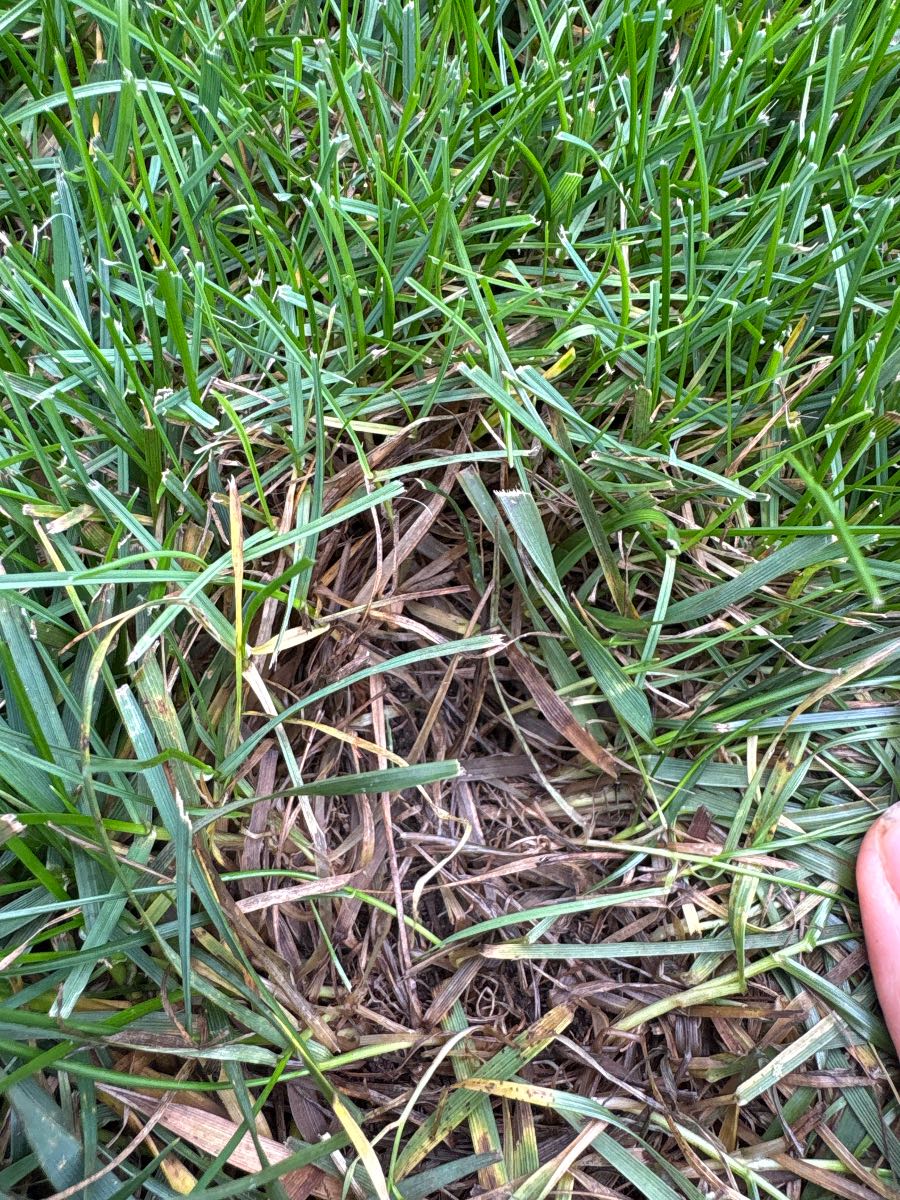 Fungal lawn disease: identifying brown patches in wet conditions — image 2