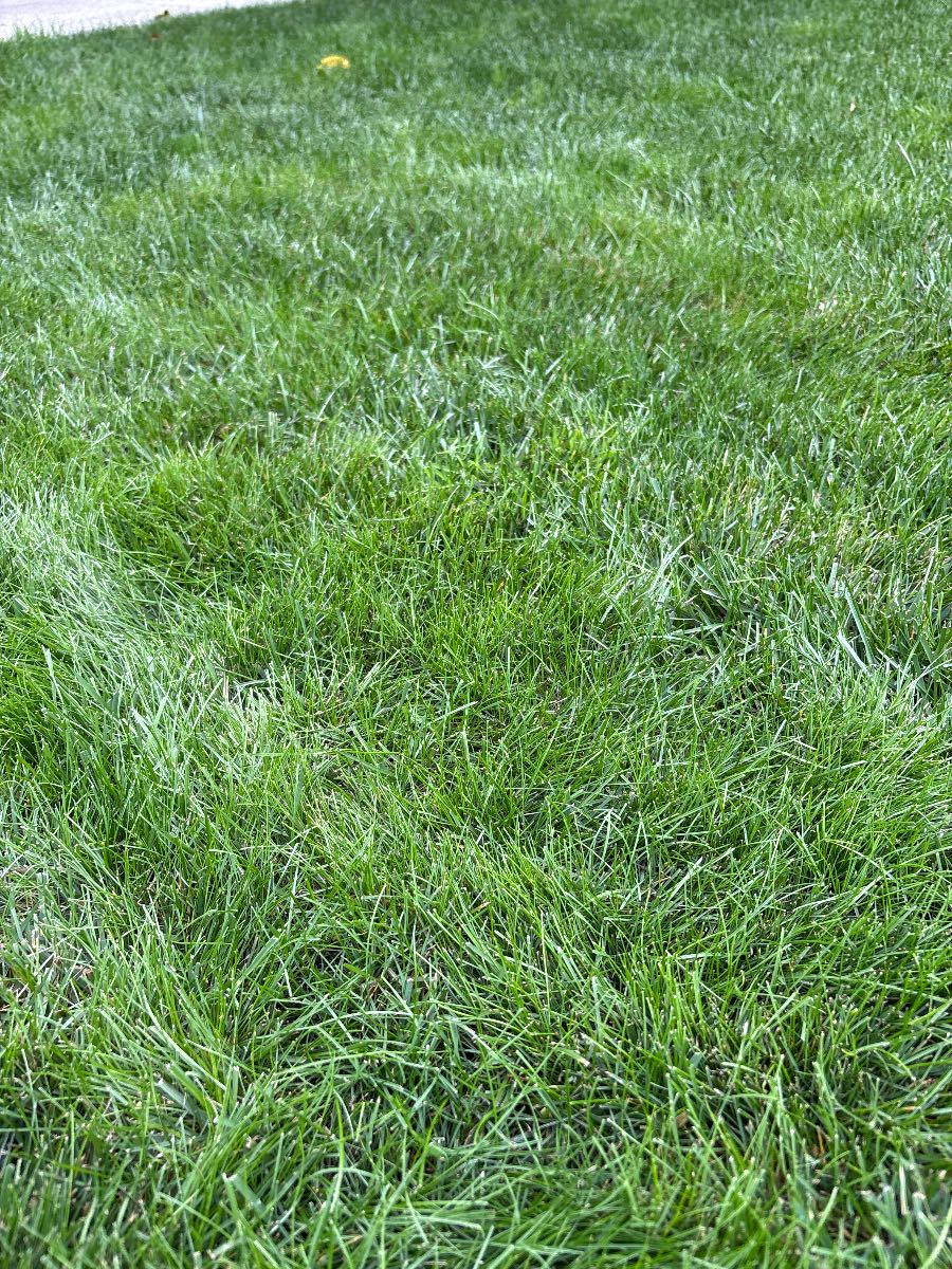 Fungal lawn disease: identifying brown patches in wet conditions — image 1